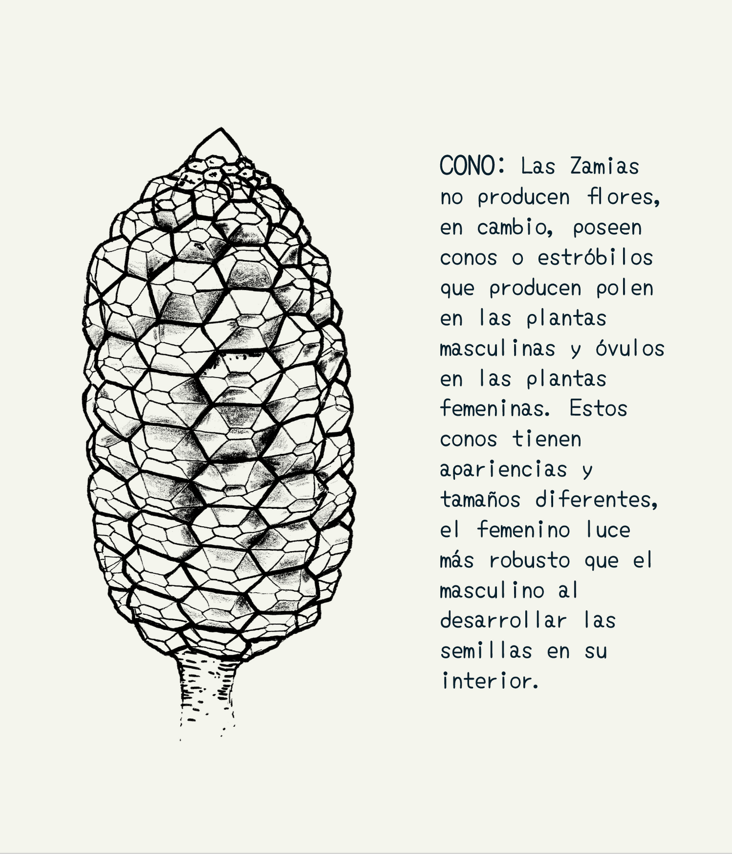 Manta Selviflora • Cacao de Indio - Oruga Emaeus