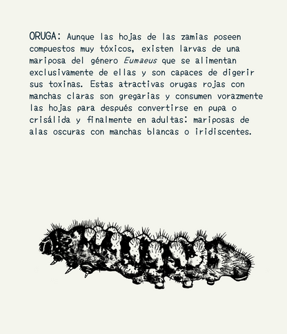 Manta Selviflora • Cacao de Indio - Oruga Emaeus