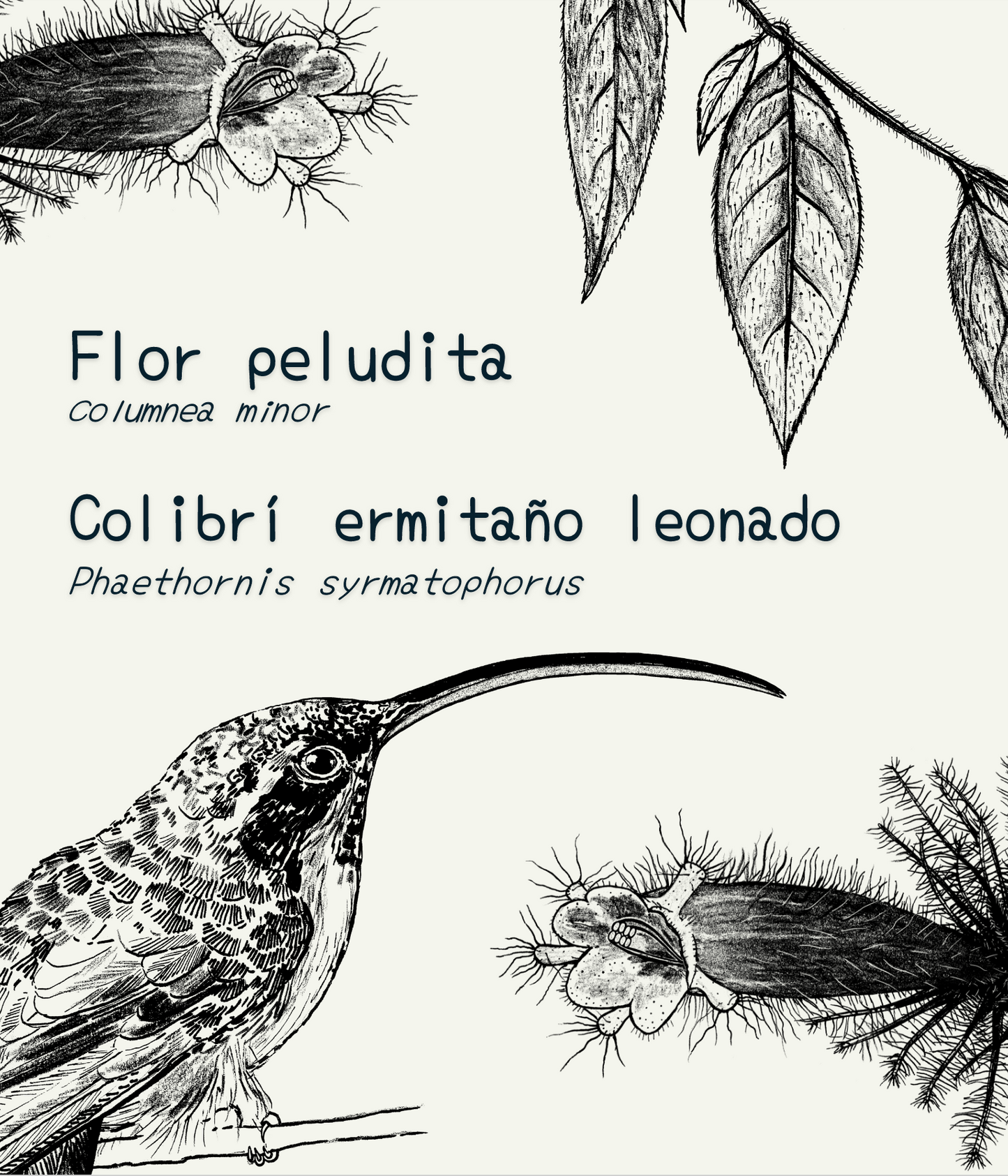 Manta Selviflora • Flor peludita - Colibrí ermitaño