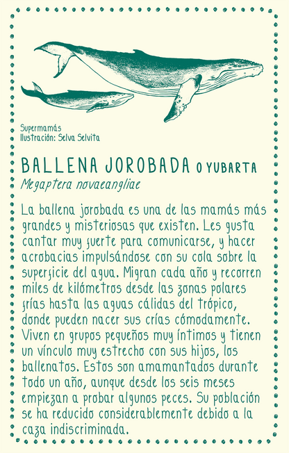 Camiseta Ballena jorobada • Larga brisa • Vaporosas adultos