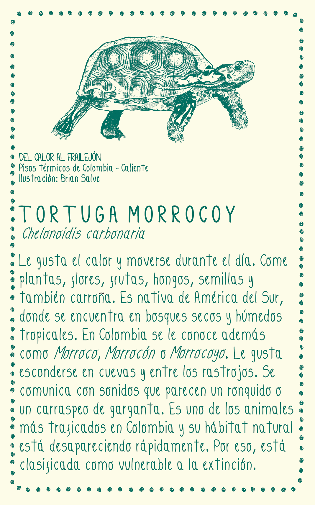 Camiseta Tortuga morrocoy • Infantil